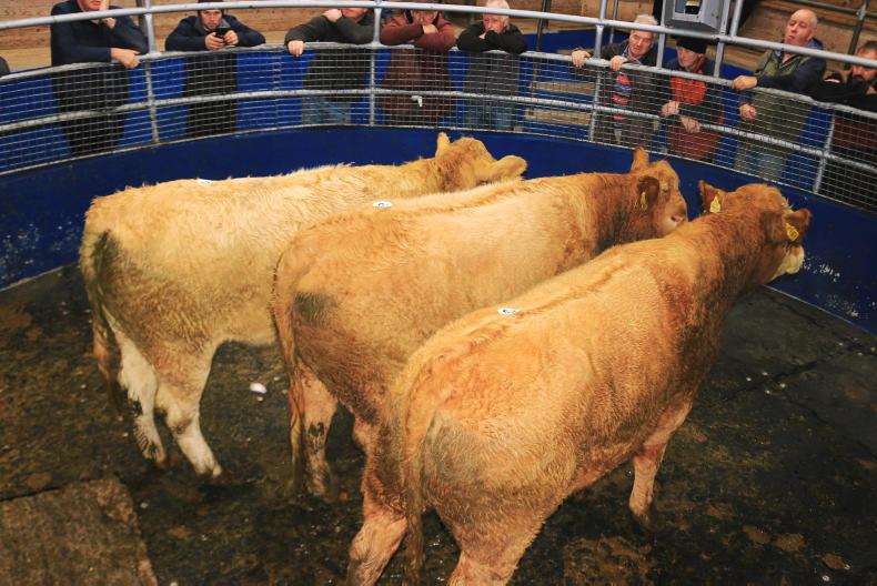 Camera at the Mart: slight pressure on prices in Portumna