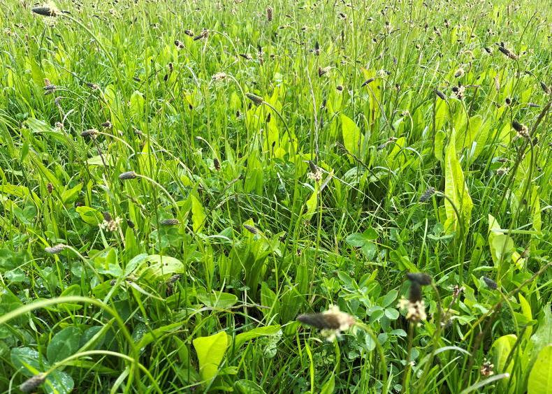 Strategies to reduce methane emissions from Irish ruminant livestock systems