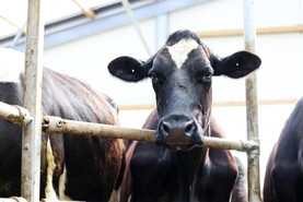 Processors need to share the cost of market downturn with farmers – IFA 