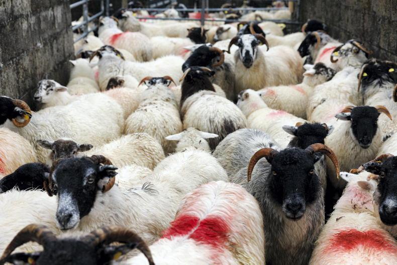 Sheep Management: liver fluke, new antiparasitics regulation and lameness issues