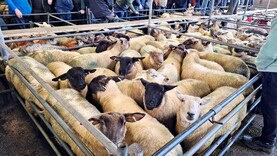 Sheep mart prices: more life appearing in sales