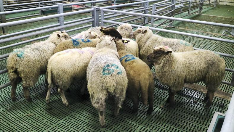 Sheep Trends: ICM increases quotes by 10c/kg