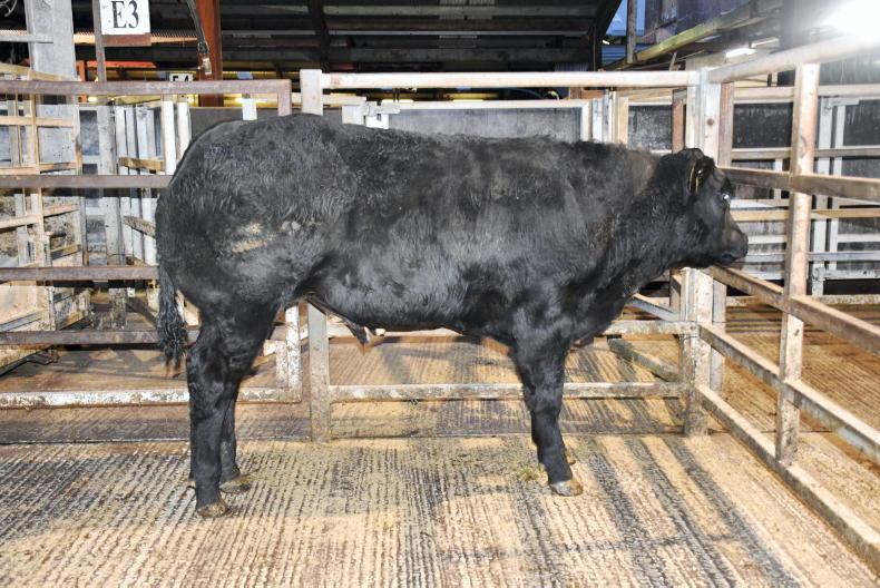 Northern View: quotes hold as cow numbers surge