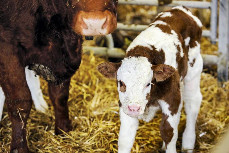 Beef management: bedding materials, winter AI and soil testing