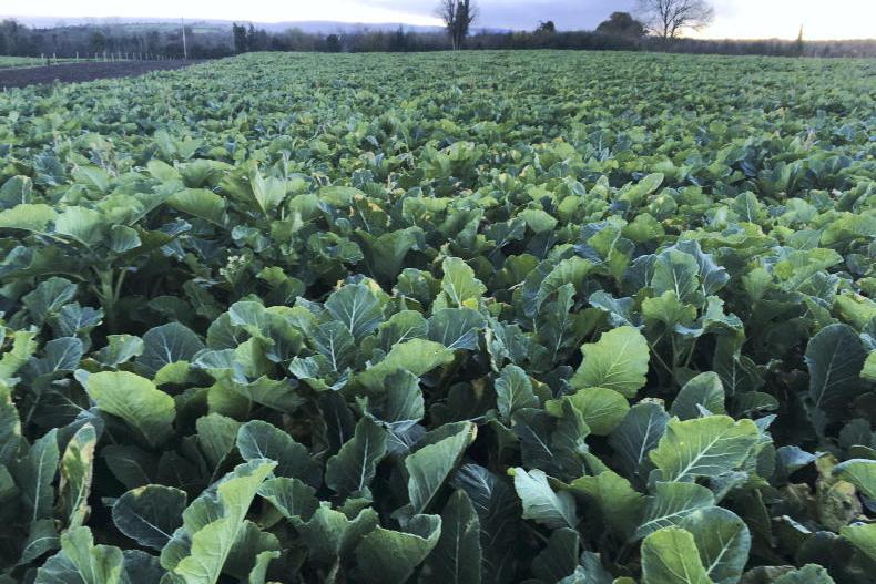 The Grass Week: wintry conditions persist for grazing forage crops