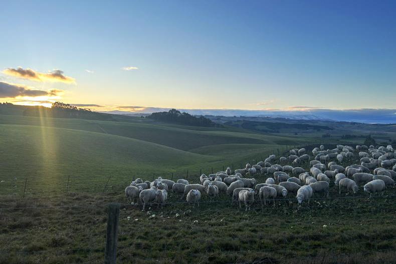 FAO expect more cereals, dairy and meat in 2025