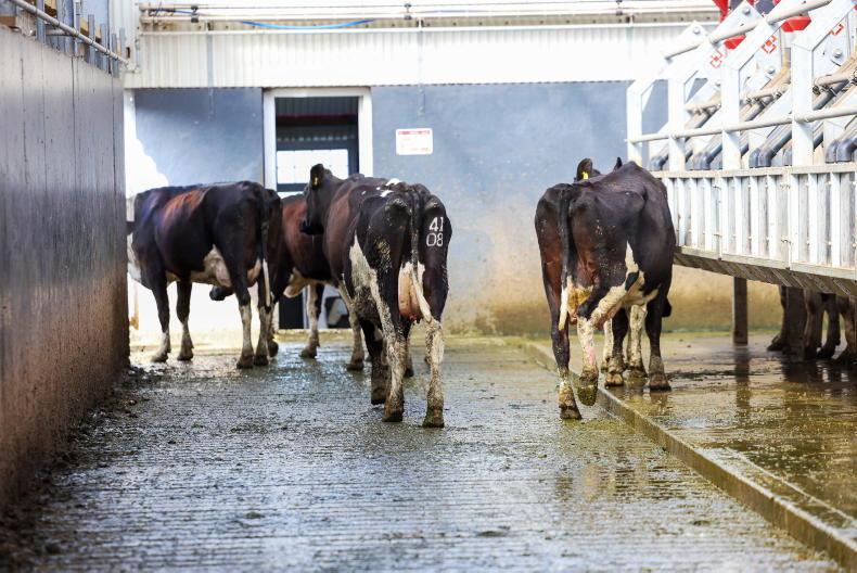 Agri jobs: dairy farm assistants and managers wanted