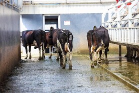 Agri jobs: dairy farm assistants and managers wanted