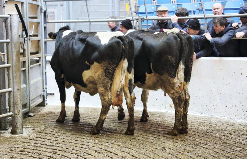 Ratio of dairy to suckler cows in beef kill unchanged