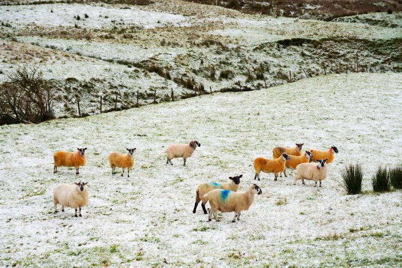 Watch: this week in pictures as farms face flooding and marts stay busy
