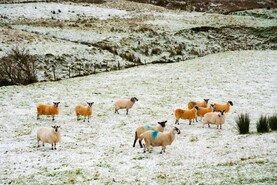 Watch: this week in pictures as farms face flooding and marts stay busy