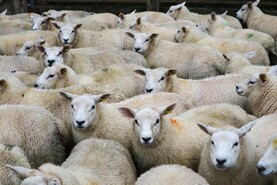 Higher UK lamb imports fueling increased export volumes