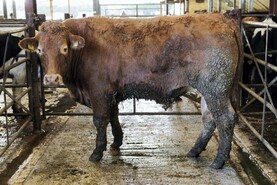 Demand remains firm for stores in Cahir                                         