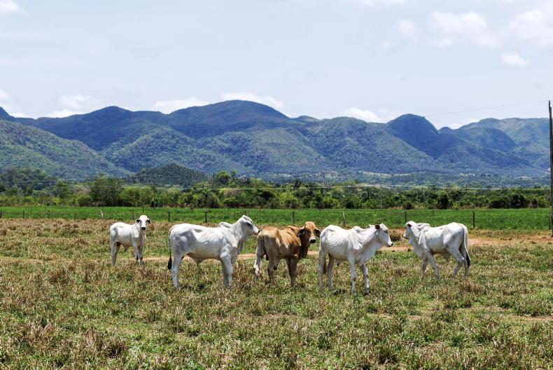 Government to engage with Commission on illegal antibiotic sales in Brazil