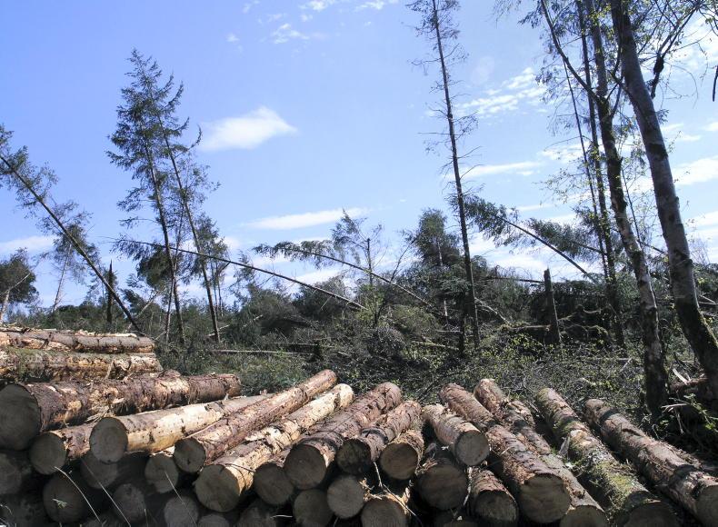 Just 15% of Coillte's windblown forests harvested to date