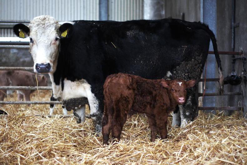 BVD prevalence up but herd incidence similar