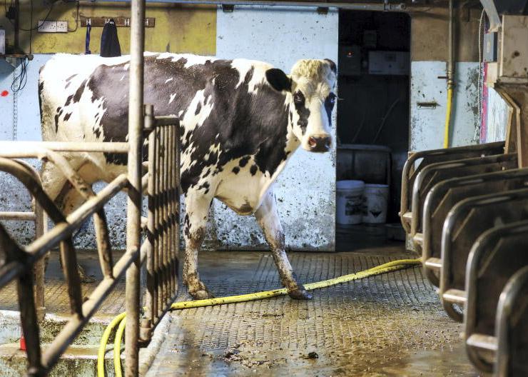 Labour constraints a big factor in future parlour upgrades