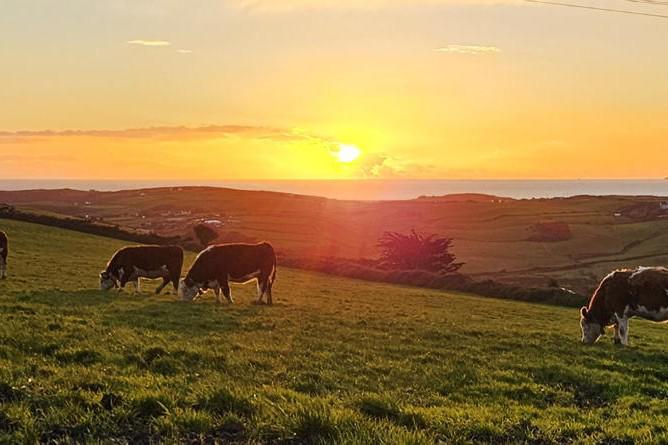 Farmer Writes: sun sets on the 2025 grazing season               