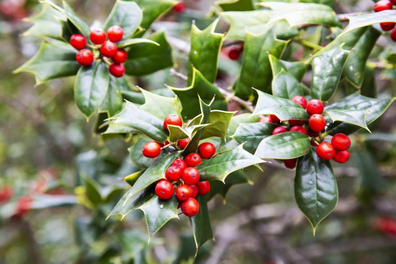 Gardening with Paul: holly is a berry nice decoration