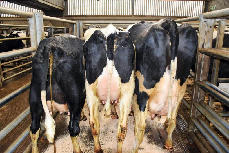 Dairy stock holding firm at Markethill