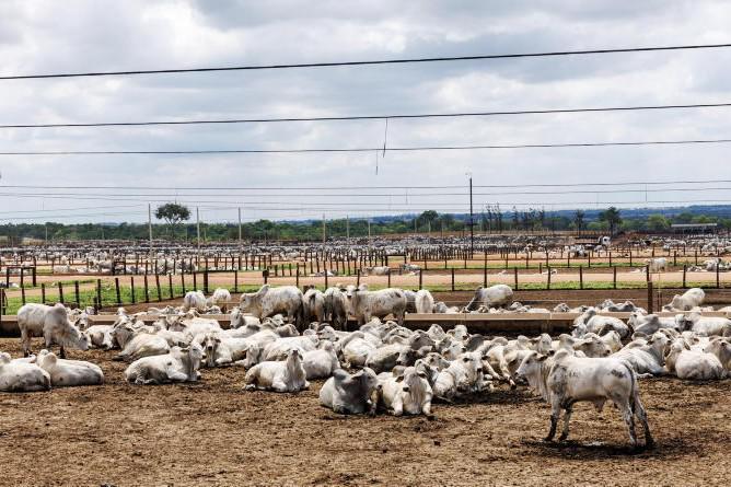 IFA to present dossier on Brazil investigation to Commission