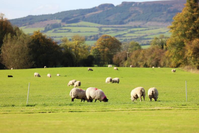 Bumper acorn crop sees increase in sheep poisonings 