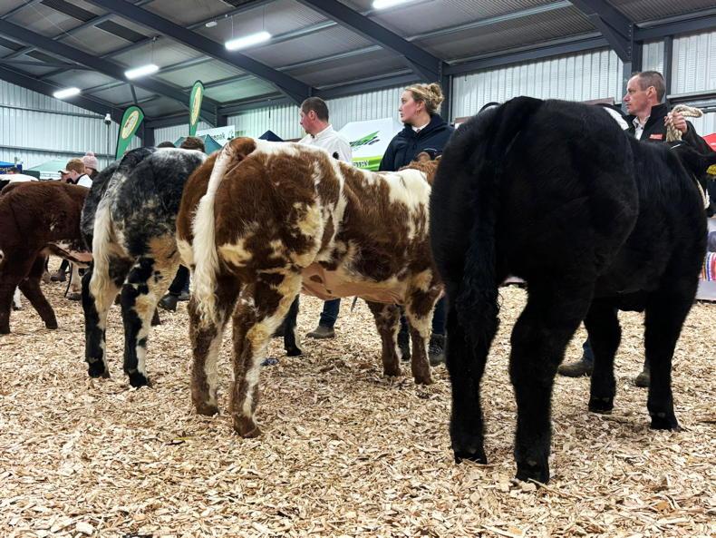 In pictures: champions from day one of the Carrick Winter Fair 