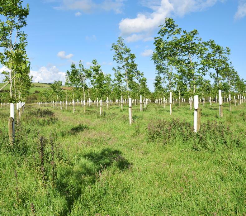 Agroforestry approvals at 500ha this year