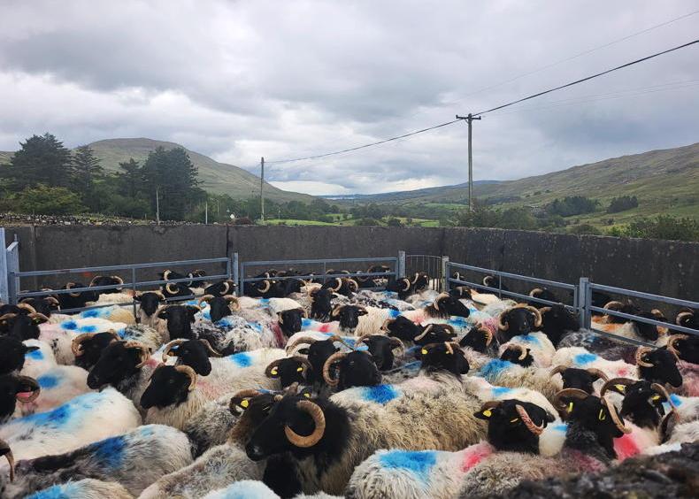 OviFlock hill sheep EIP work continuing at pace