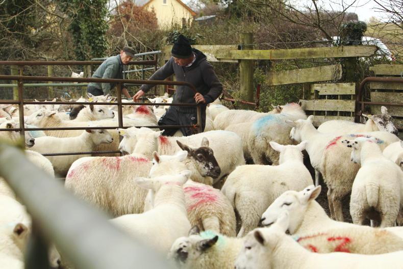 Sheep Improvement Scheme payments begin