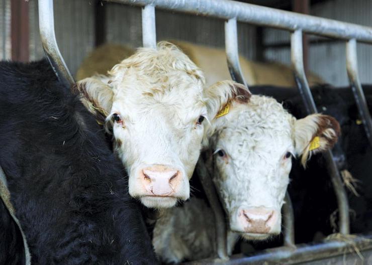 Using MyAgfood.ie to plan numbers and monitor nitrates figures