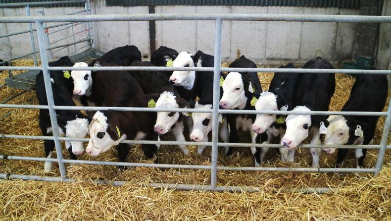Dairy Beef Weighing Scheme payment facing 40% cut 