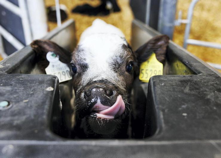 Buying TAMS mobile items before approval