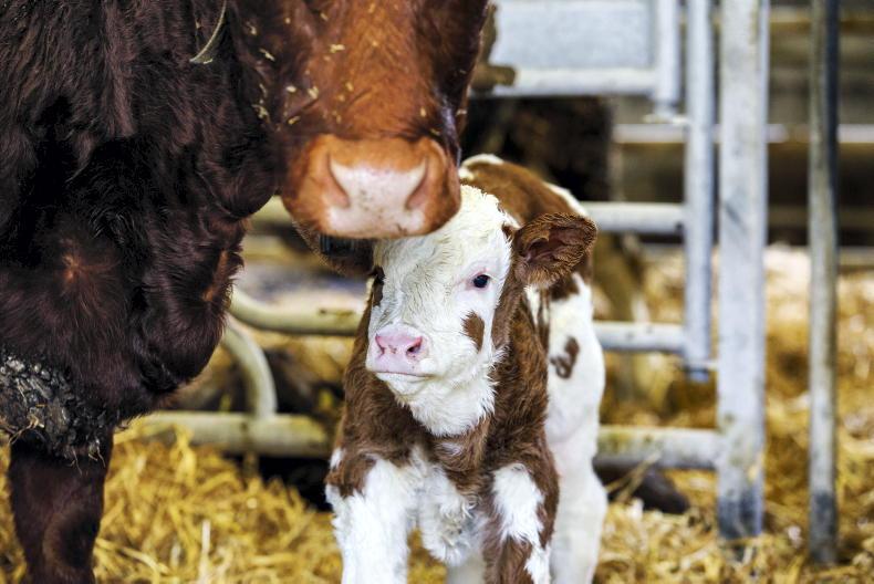 Adherence to ID rules is vital in farm inspections