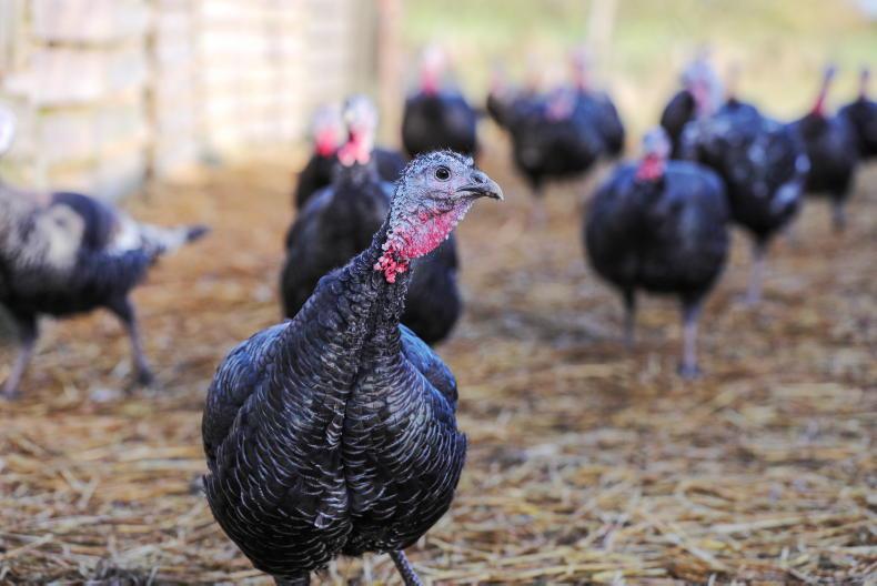Bird flu outbreak on Laois turkey farm