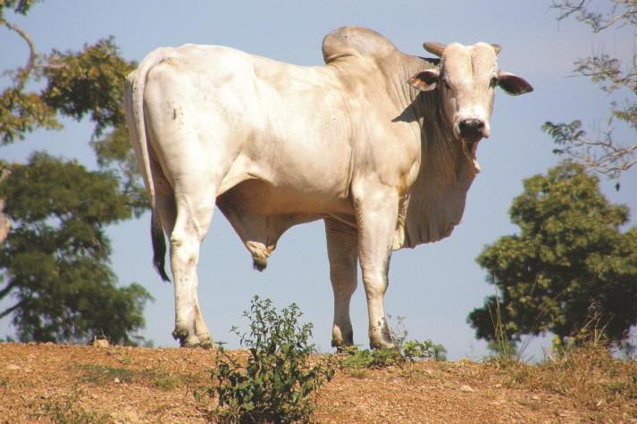 Tagging and traceability trouble in Brazil