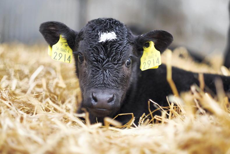 Calf care roadshow to visit 16 farms nationwide