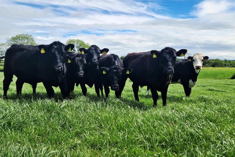 ICSA demands Minister increases calf weighing scheme budget 