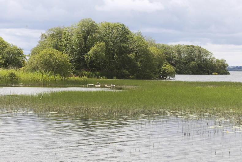 Lough Sheelin fish kill caused by low oxygen levels – report