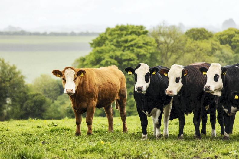 Livestock cover should reflect price surge - FBD