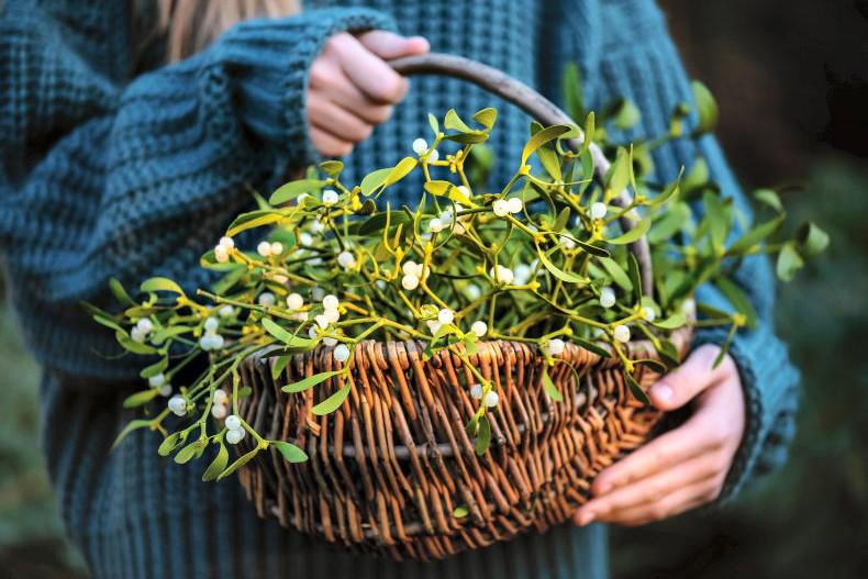 Gardening with Paul: kiss me under the mistletoe...
