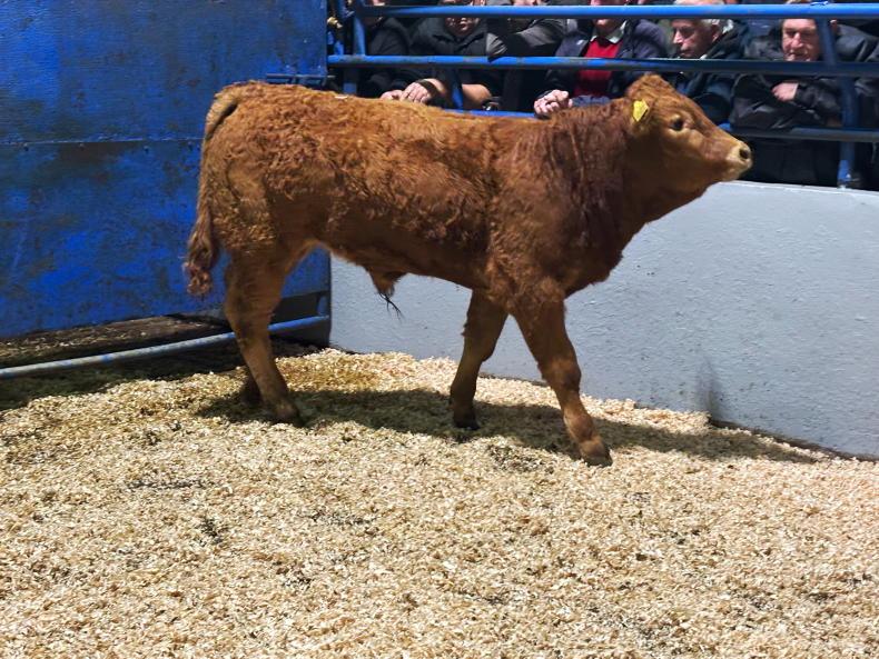 Martbids Database: weanling trade eases this week