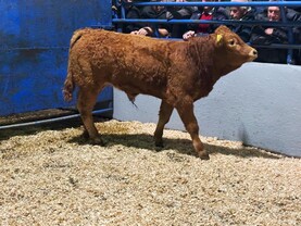 Martbids Database: weanling trade eases this week