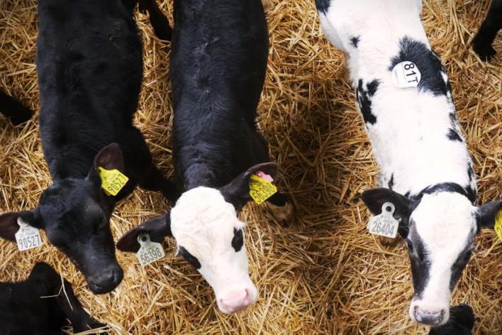 Synergiser on the horizon in New Zealand                                        