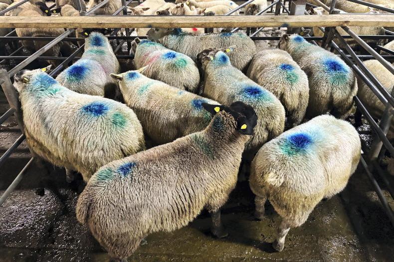 Camera at the Mart: stores and fats hold firm in Tuam