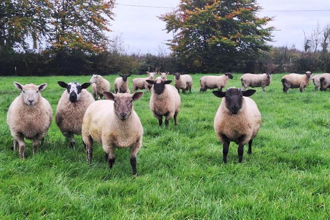 Stable outlook for sheepmeat in 2026