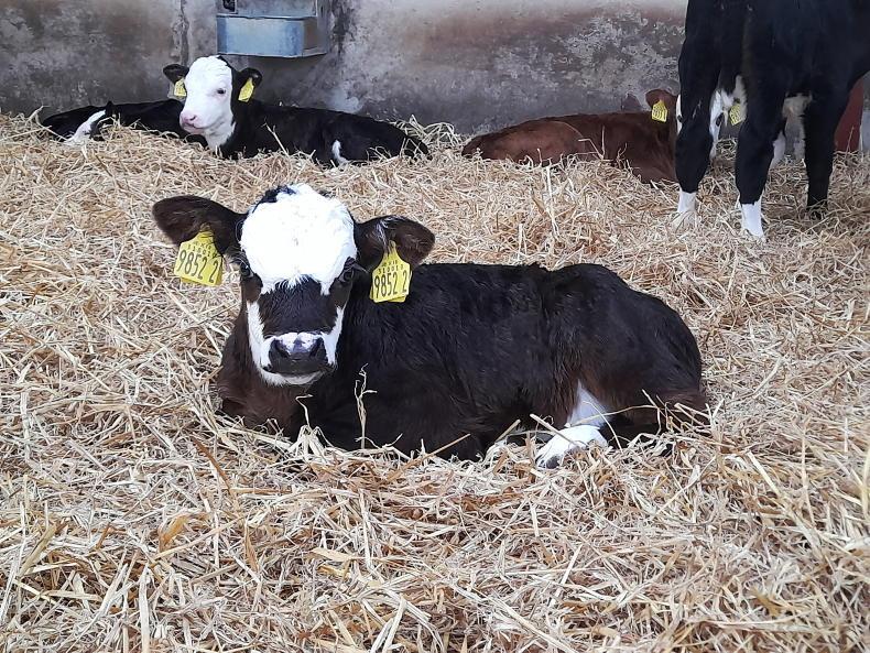 Keep calves on transition milk, says NI vet