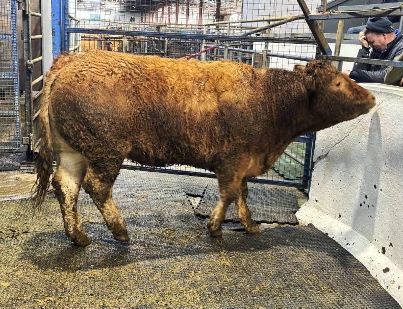 Camera at the Mart: cull cows come on stream in Carnaross