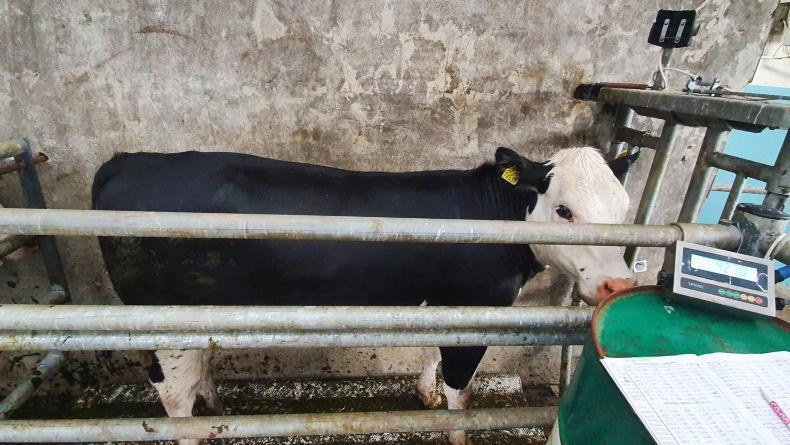 €4.09m paid under 2025 dairy beef weighing scheme