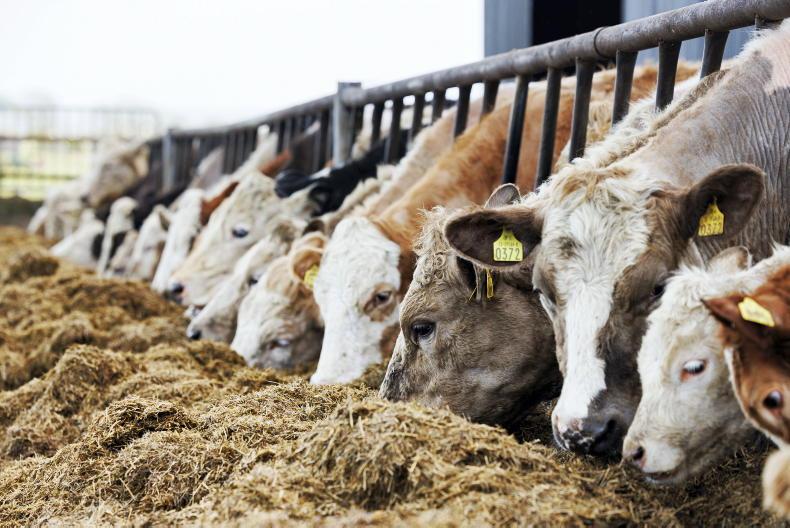 Beef Management: autumn indoor breeding, TAMS and drafting cattle